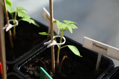 Imagem de referência do modelo 3D Clipe simples para plantas; foto ilustrativa, cores finais azul ou azul com verde.